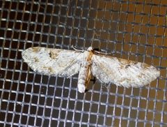 Eupithecia nevadata