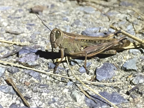 Shirakiacris shirakii · iNaturalist