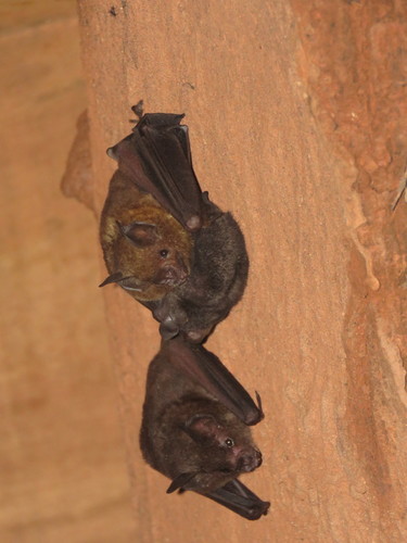 Carollia brevicauda