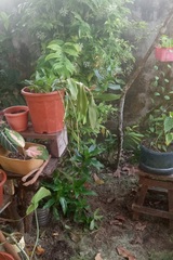 Dracaena surculosa