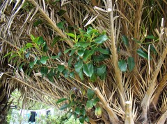 Ficus macrophylla