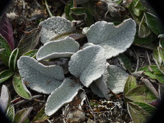 Brachyglottis haastii