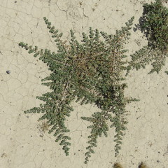 Larrea ameghinoi