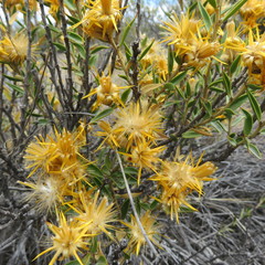 Chuquiraga avellanedae