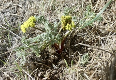 Lomatium austiniae
