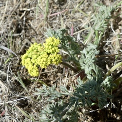 Lomatium austiniae