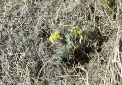 Lomatium austiniae