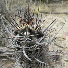 Austrocactus bertinii
