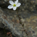 Sagina nodosa - Photo (c) Kari Pihlaviita, μερικά δικαιώματα διατηρούνται (CC BY-NC)