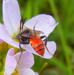 Nomada fabriciana