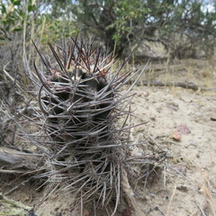 Austrocactus bertinii