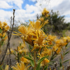 Chuquiraga avellanedae