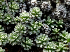 Raoulia parkii