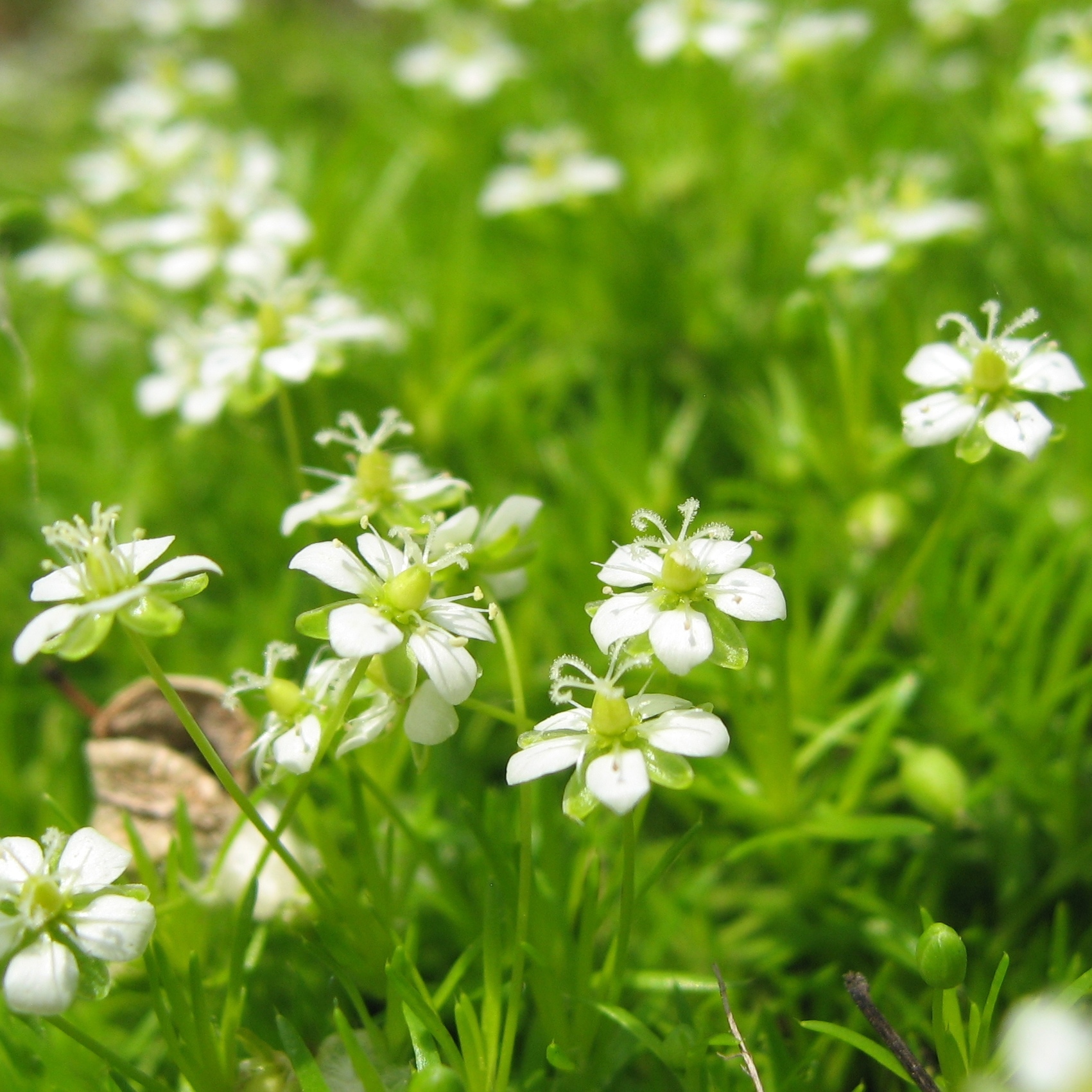 Sagina subulata