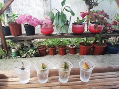 Dracaena surculosa