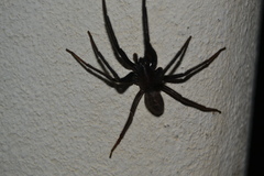 Segestria florentina
