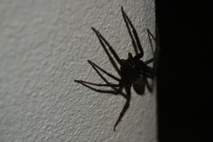 Segestria florentina