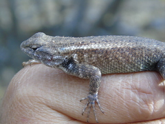 Sceloporus licki