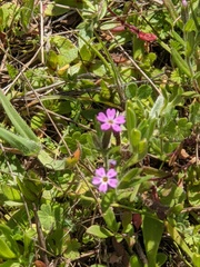 Microsteris gracilis