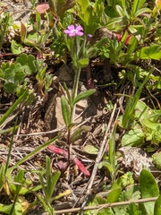 Microsteris gracilis