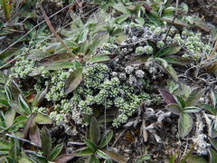 Raoulia parkii