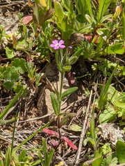 Microsteris gracilis