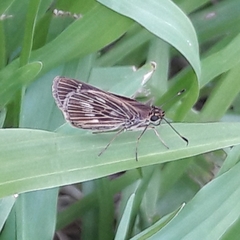 Vehilius stictomenes stictomenes