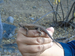 Sceloporus licki