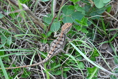 Short-Tailed Mountain Agama photo 3