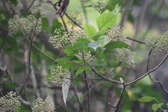 Dendropanax arboreus