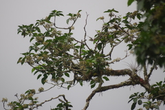 Dendropanax arboreus
