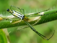 Leucauge kibonotensis