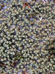 Tortella flavovirens