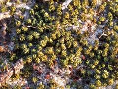 Tortella flavovirens