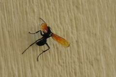 Calopompilus pyrrhomelas