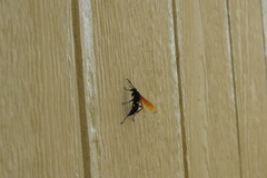 Calopompilus pyrrhomelas