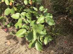 Coccoloba krugii × Coccoloba uvifera