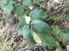 Coccoloba krugii × Coccoloba uvifera