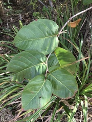 Coccoloba krugii × Coccoloba uvifera