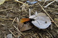 Calopompilus pyrrhomelas