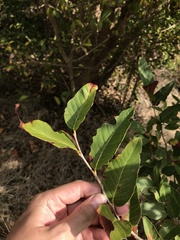 Coccoloba microstachya