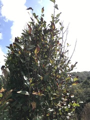 Coccoloba microstachya