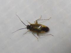 Plagiognathus amurensis