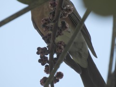 Turdus rufopalliatus