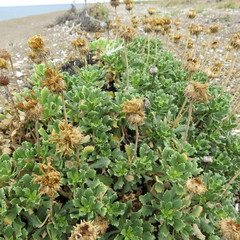 Grindelia chiloensis