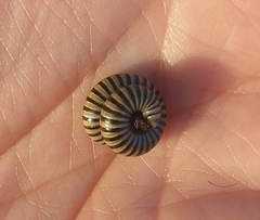 Ommatoiulus lusitanus