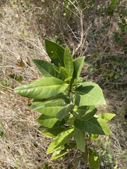 Elaeodendron xylocarpum