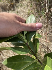 Elaeodendron xylocarpum