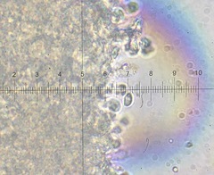 Clitocybe inflatipes