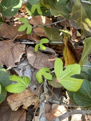 Aristolochia trilobata